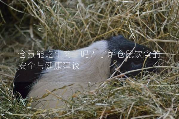仓鼠能吃牛肉干吗？了解仓鼠饮食的安全与健康建议