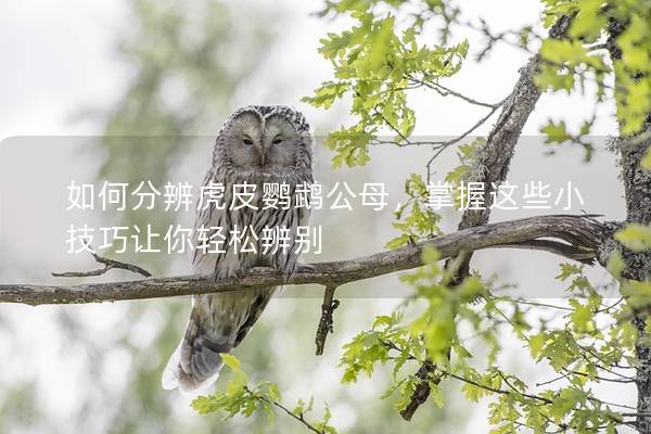 如何分辨虎皮鹦鹉公母，掌握这些小技巧让你轻松辨别
