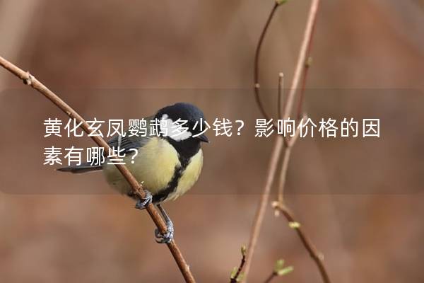 黄化玄凤鹦鹉多少钱？影响价格的因素有哪些？
