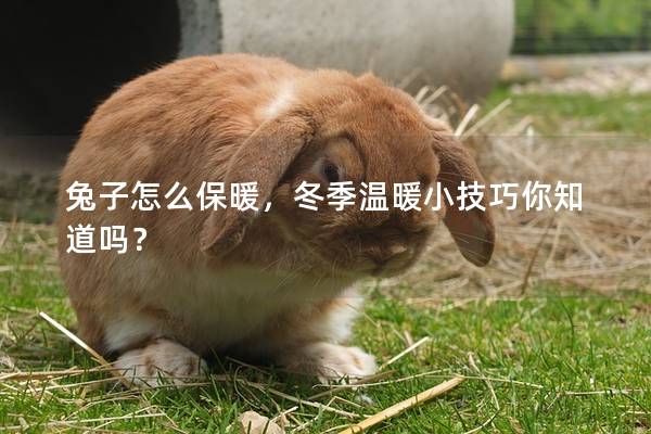 兔子怎么保暖，冬季温暖小技巧你知道吗？