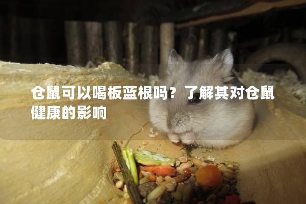 仓鼠可以喝板蓝根吗？了解其对仓鼠健康的影响