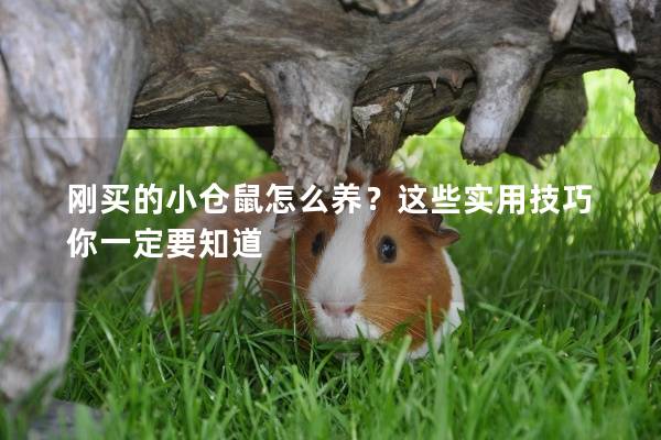 刚买的小仓鼠怎么养？这些实用技巧你一定要知道