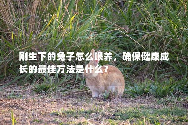 刚生下的兔子怎么喂养，确保健康成长的最佳方法是什么？
