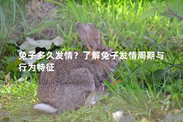 兔子多久发情？了解兔子发情周期与行为特征