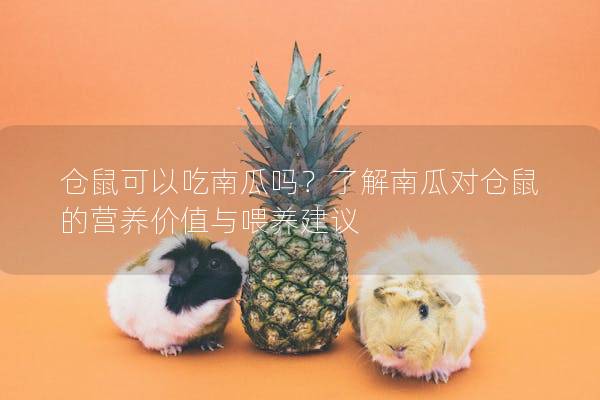 仓鼠可以吃南瓜吗？了解南瓜对仓鼠的营养价值与喂养建议