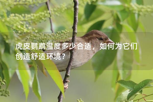 虎皮鹦鹉温度多少合适，如何为它们创造舒适环境？