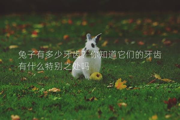 兔子有多少牙齿？你知道它们的牙齿有什么特别之处吗
