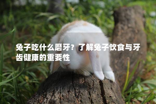兔子吃什么磨牙？了解兔子饮食与牙齿健康的重要性