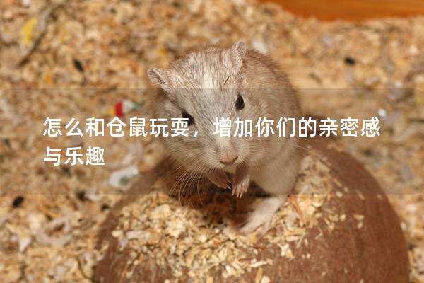 怎么和仓鼠玩耍，增加你们的亲密感与乐趣