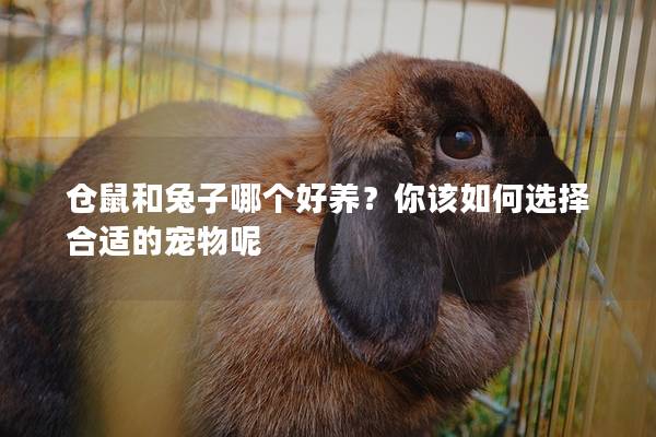 仓鼠和兔子哪个好养？你该如何选择合适的宠物呢
