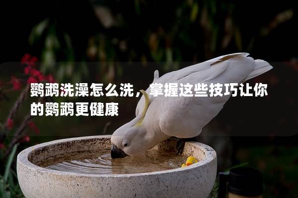 鹦鹉洗澡怎么洗，掌握这些技巧让你的鹦鹉更健康