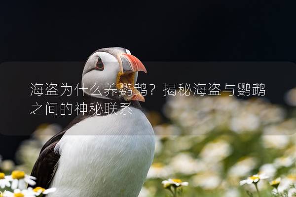 海盗为什么养鹦鹉？揭秘海盗与鹦鹉之间的神秘联系