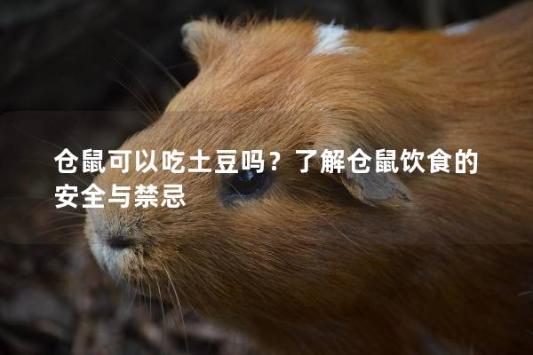 仓鼠可以吃土豆吗？了解仓鼠饮食的安全与禁忌