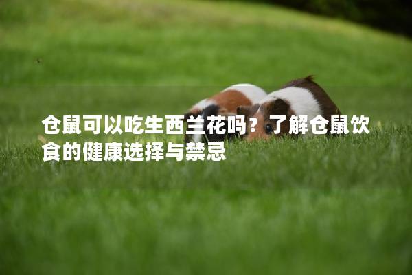 仓鼠可以吃生西兰花吗？了解仓鼠饮食的健康选择与禁忌