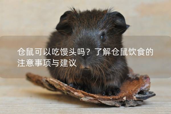 仓鼠可以吃馒头吗？了解仓鼠饮食的注意事项与建议