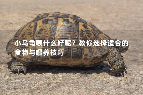 小乌龟喂什么好呢？教你选择适合的食物与喂养技巧