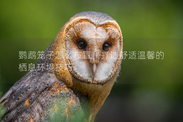 鹦鹉笼子怎么布置，打造舒适温馨的栖息环境技巧