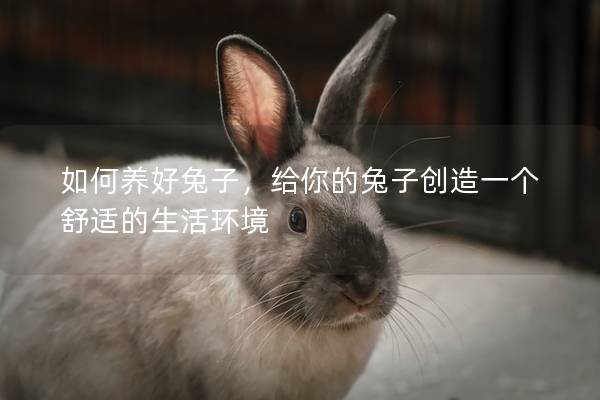 如何养好兔子，给你的兔子创造一个舒适的生活环境