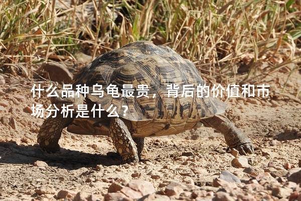 什么品种乌龟最贵，背后的价值和市场分析是什么？