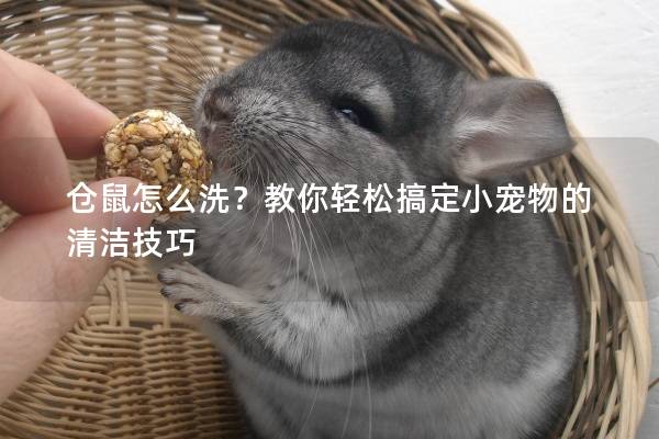 仓鼠怎么洗？教你轻松搞定小宠物的清洁技巧