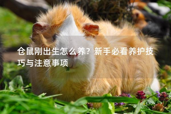 仓鼠刚出生怎么养？新手必看养护技巧与注意事项