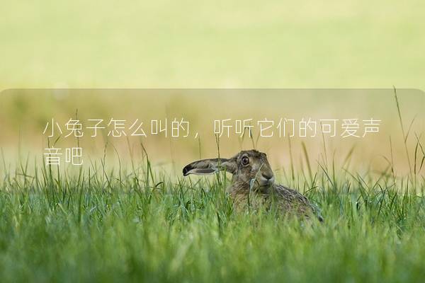 小兔子怎么叫的，听听它们的可爱声音吧