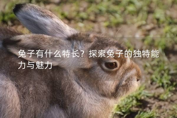 兔子有什么特长？探索兔子的独特能力与魅力
