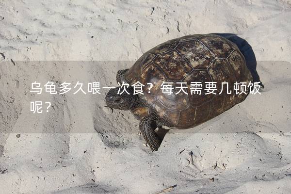 乌龟多久喂一次食？每天需要几顿饭呢？