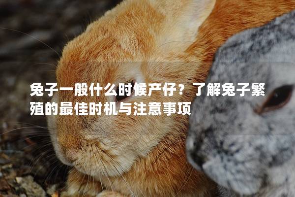 兔子一般什么时候产仔？了解兔子繁殖的最佳时机与注意事项