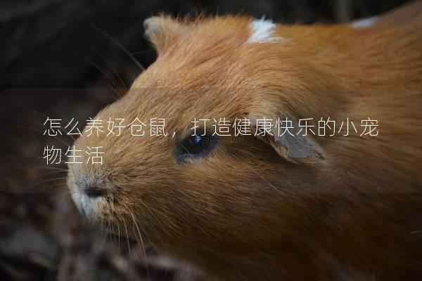 怎么养好仓鼠，打造健康快乐的小宠物生活