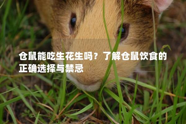 仓鼠能吃生花生吗？了解仓鼠饮食的正确选择与禁忌