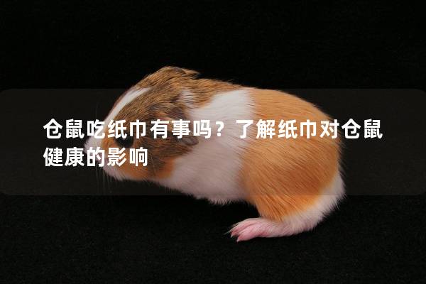 仓鼠吃纸巾有事吗？了解纸巾对仓鼠健康的影响