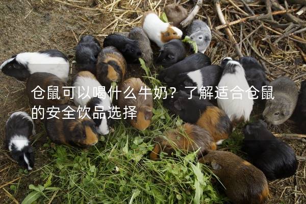 仓鼠可以喝什么牛奶？了解适合仓鼠的安全饮品选择