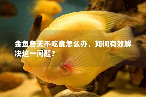 金鱼冬天不吃食怎么办，如何有效解决这一问题？