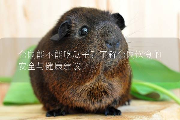 仓鼠能不能吃瓜子？了解仓鼠饮食的安全与健康建议
