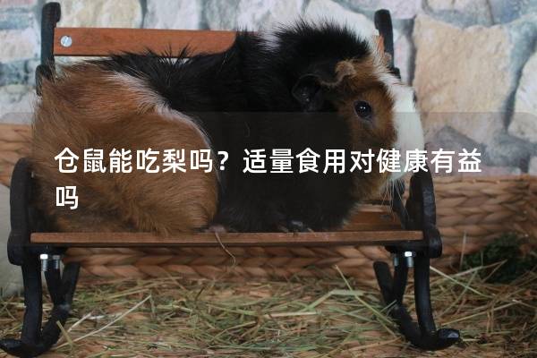 仓鼠能吃梨吗？适量食用对健康有益吗
