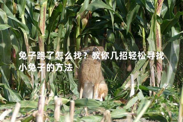兔子跑了怎么找？教你几招轻松寻找小兔子的方法