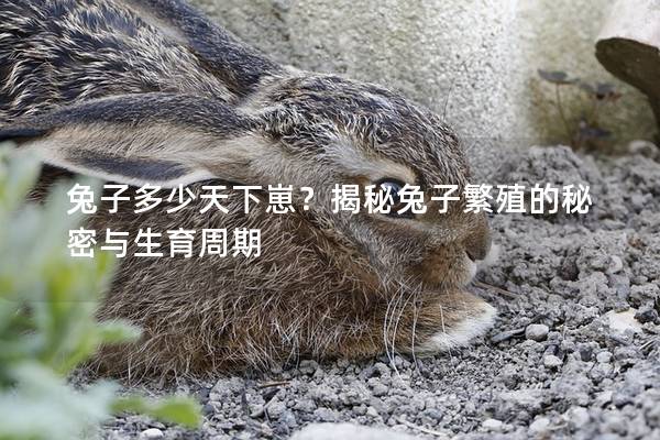 兔子多少天下崽？揭秘兔子繁殖的秘密与生育周期
