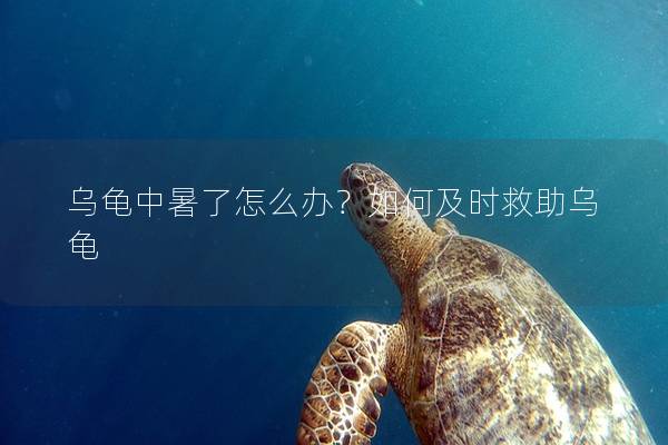 乌龟中暑了怎么办？如何及时救助乌龟