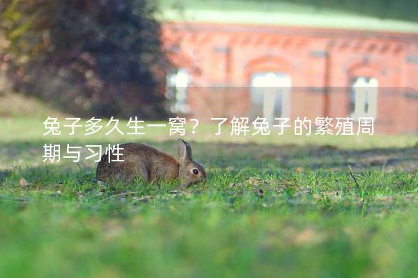 兔子多久生一窝？了解兔子的繁殖周期与习性