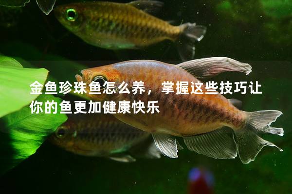 金鱼珍珠鱼怎么养，掌握这些技巧让你的鱼更加健康快乐