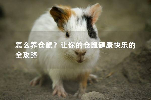 怎么养仓鼠？让你的仓鼠健康快乐的全攻略