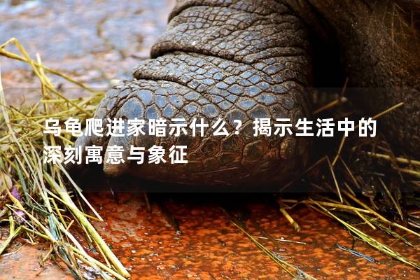 乌龟爬进家暗示什么？揭示生活中的深刻寓意与象征