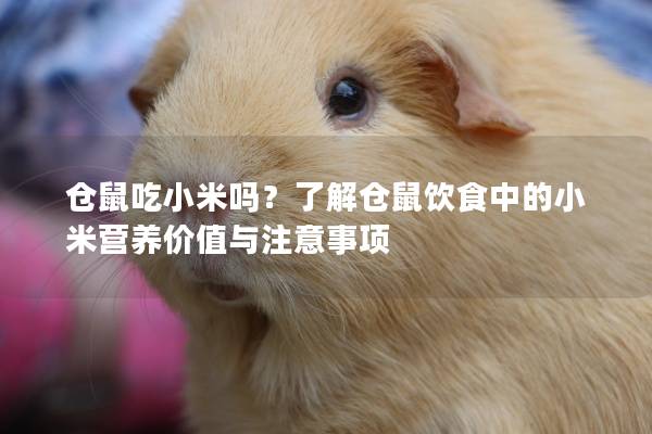 仓鼠吃小米吗？了解仓鼠饮食中的小米营养价值与注意事项