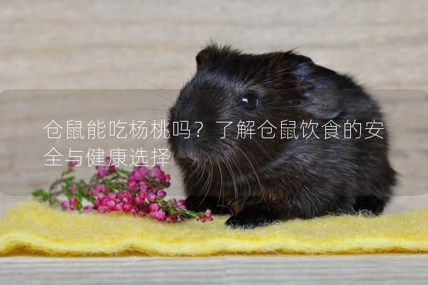 仓鼠能吃杨桃吗？了解仓鼠饮食的安全与健康选择