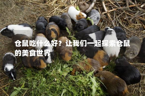 仓鼠吃什么好？让我们一起探索仓鼠的美食世界