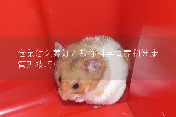 仓鼠怎么养好？教你科学饲养和健康管理技巧