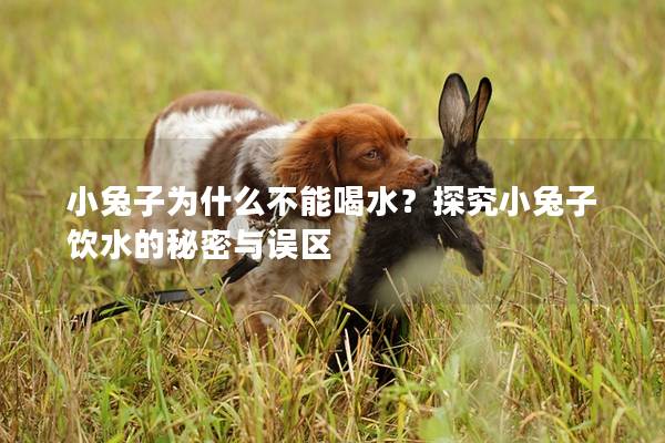 小兔子为什么不能喝水？探究小兔子饮水的秘密与误区