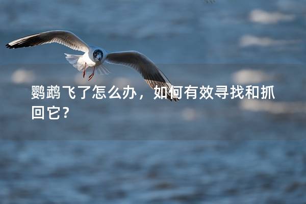 鹦鹉飞了怎么办，如何有效寻找和抓回它？