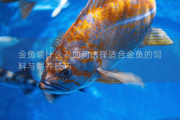 金鱼喂什么？如何选择适合金鱼的饲料与喂养技巧